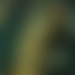 The Feather Detective by Chris Sweeney