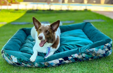 Cachorro relaxando na cama pet confortável, gramado verde com cama para cachorro lavável.