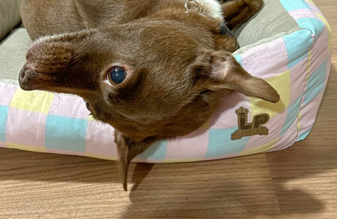 Cachorro marrom deitado na cama pet confortável, camas pet premium e lavável.