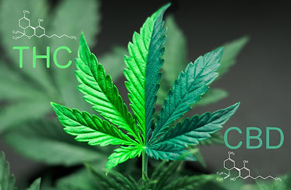 THC_CBD_compounds.jpg
