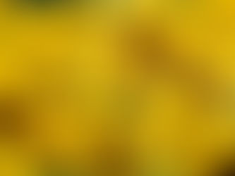 גיליון יוני 2019