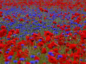 גיליון מרץ 2019