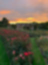 Hever Roses at Sunset.jpg