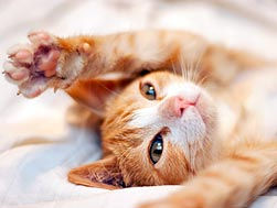 Why Does My Cat Scratch Everything?