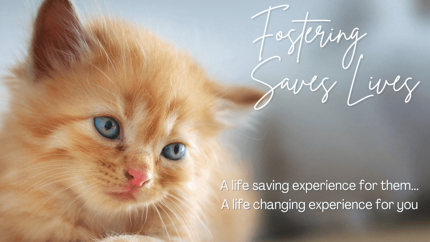 BECOME A FOSTER, SAVE A LIFE