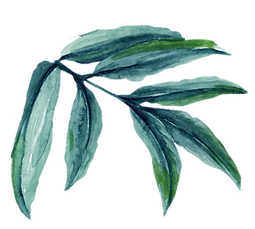 Leaf _edited_edited.png