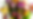 colorful flowers_edited.png