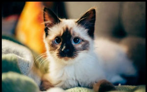 Krass So Alt Ist Deine Katze In Menschenhanjahren