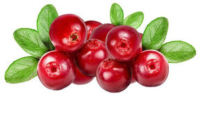 Uso da cranberry na prevenção da infecção urinária