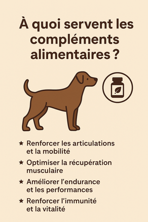 🧡 À quoi servent les compléments alimentaires pour chiens sportifs ?