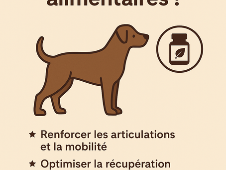 🧡 À quoi servent les compléments alimentaires pour chiens sportifs ?
