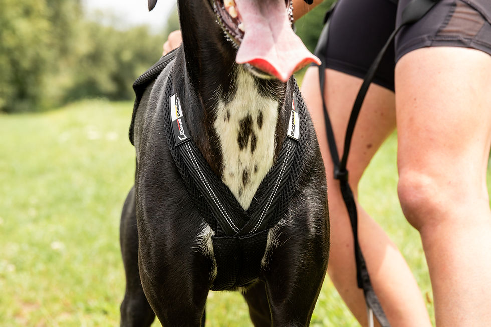 Thumbnail: Alphadogsport harnais x-back Racer ECO