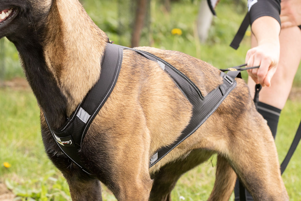 Thumbnail: Alphadogsport Omega V2 harness