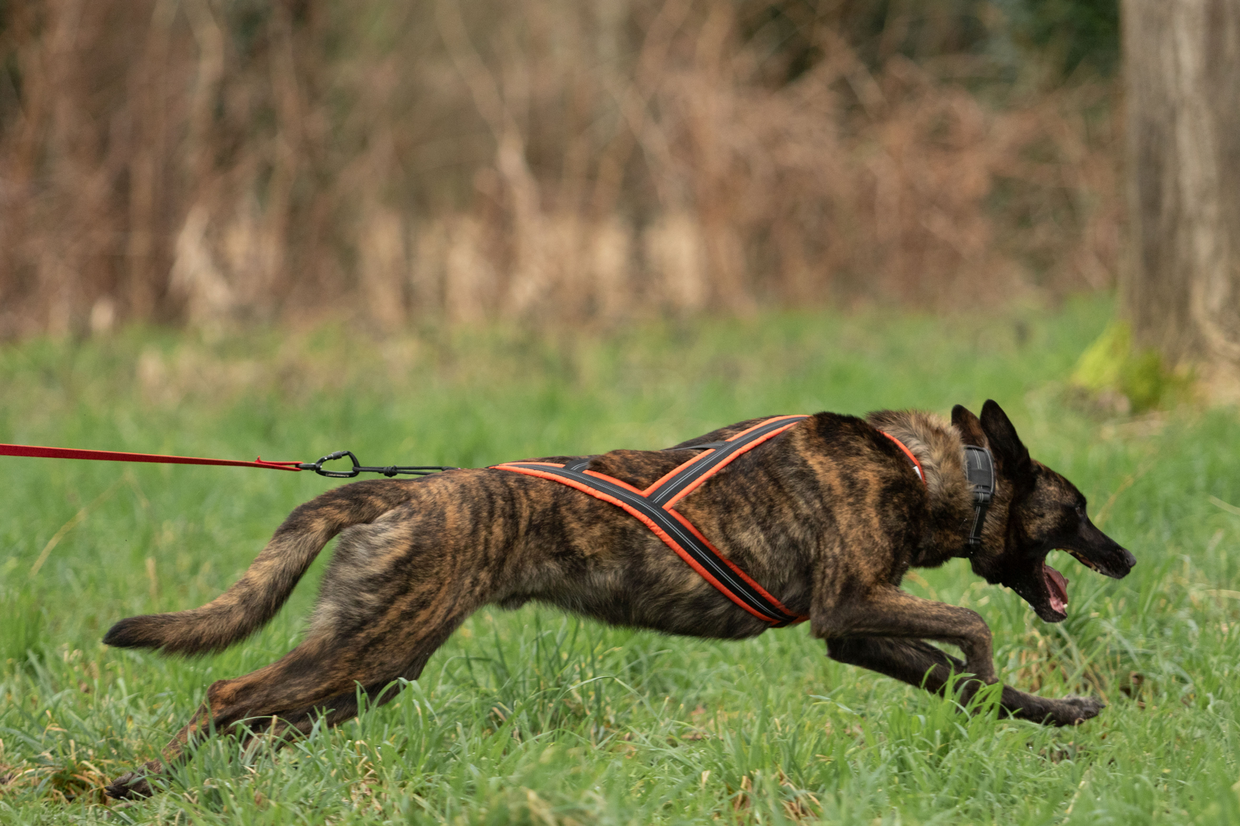 Alphadogsport harnais traction x-back RACER BASIC