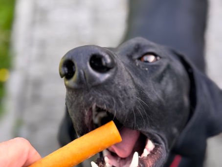 Stick Multi-V à la patate douce : l’énergie naturelle pour les chiens sportifs