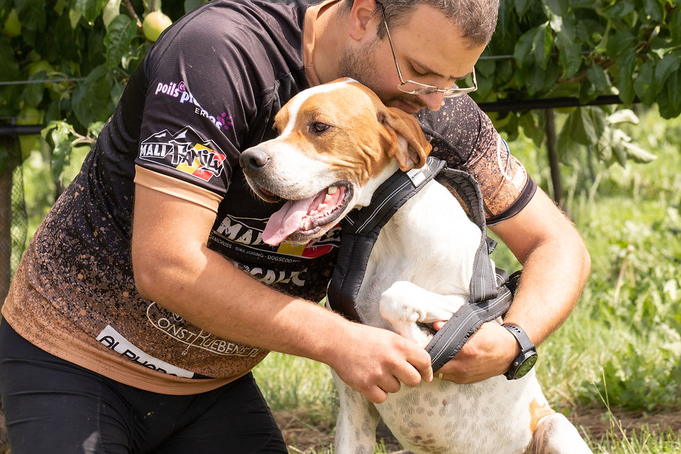 Thumbnail: Alphadogsport x-back traction harness Alpha Racer V2