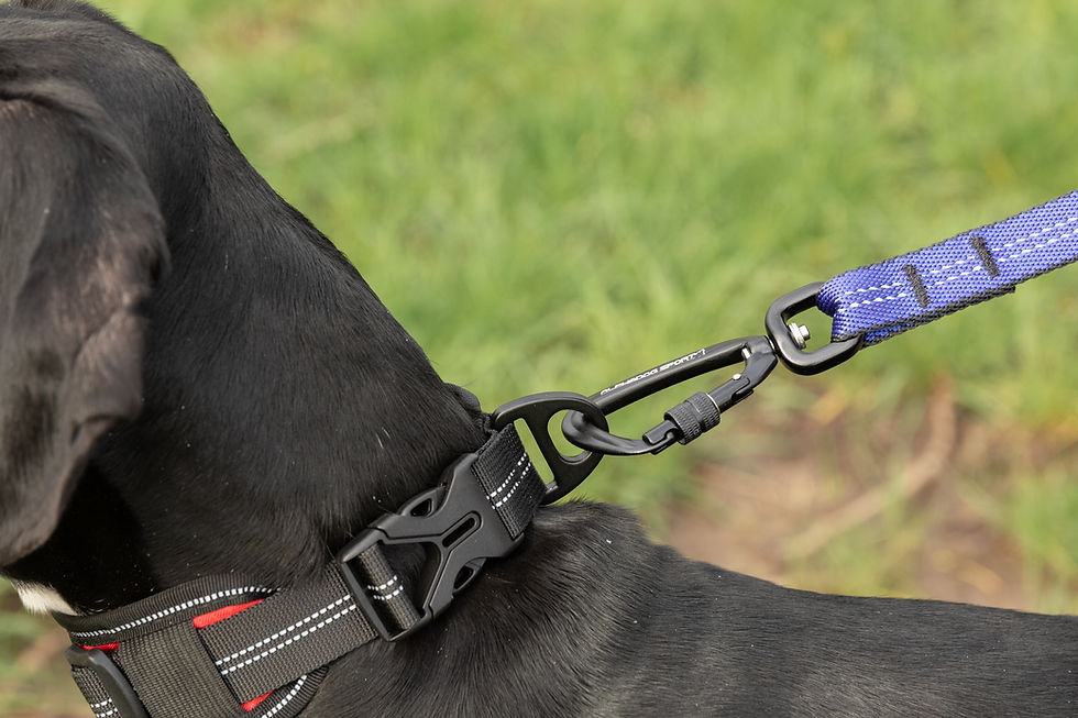 Thumbnail: Alphadogsport collier Racer pad