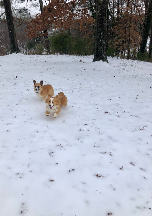 Corgis for sale alabama