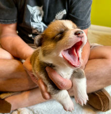 Reputable corgi breeders in Alabama