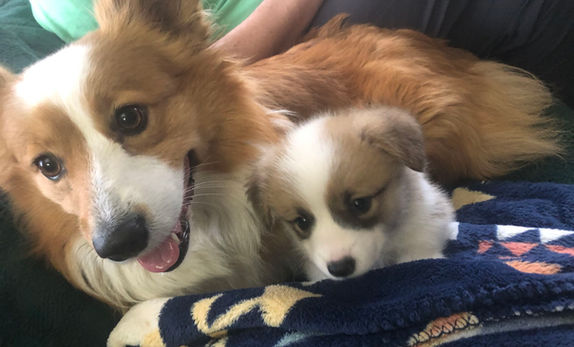 Fluffy corgis for sale in Alabama