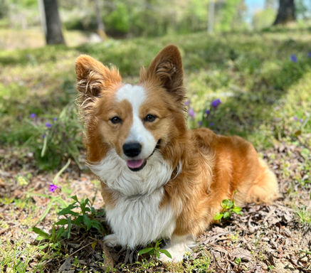 Fluffy corgis for sale in Alabama