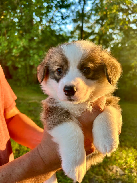 Corgi puppy for sale Alabama during golden hour