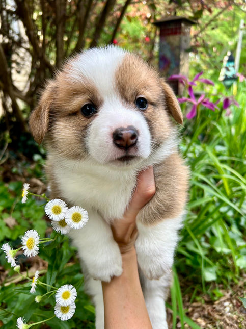 Pembroke welsh corgi puppy for sale in Alabama in garden