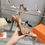 תמונה ממוזערת: Bois De Santal HE 105 sandal
