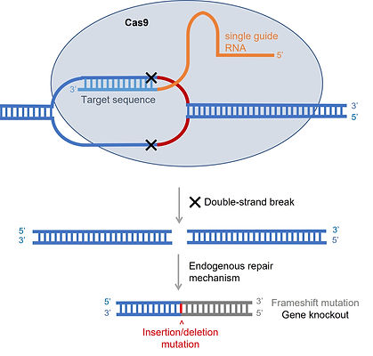 CRISPR Cas9 Mechanism.jpg