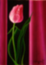 Petite tulipe