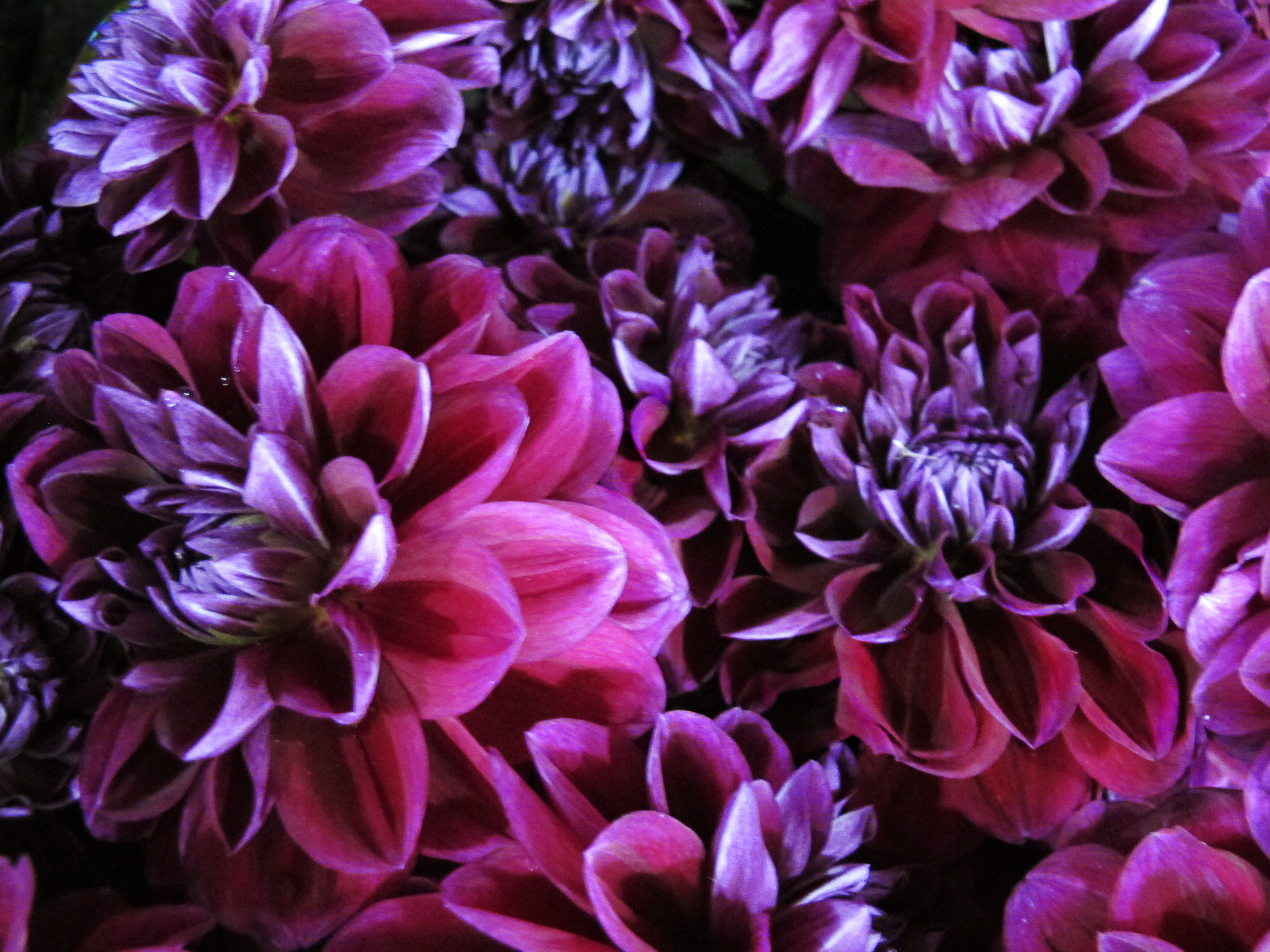 Franco Lacosta|boutiqueART|boutiqueartprints|Flora 3306