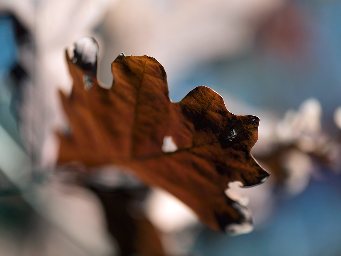 Evan Zelermyer|boutiqueart|Winter Leaves 7