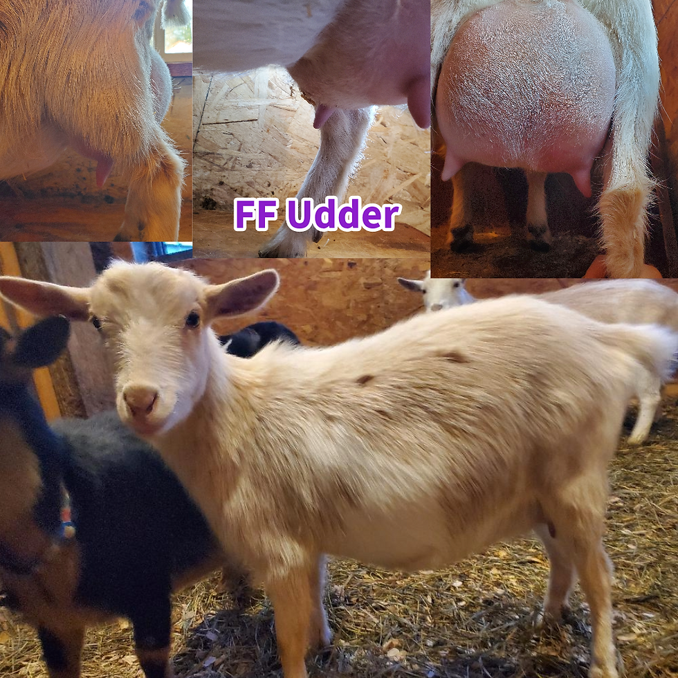 Nigerian Dwarf Doe's udder pictures as only a first time mom!