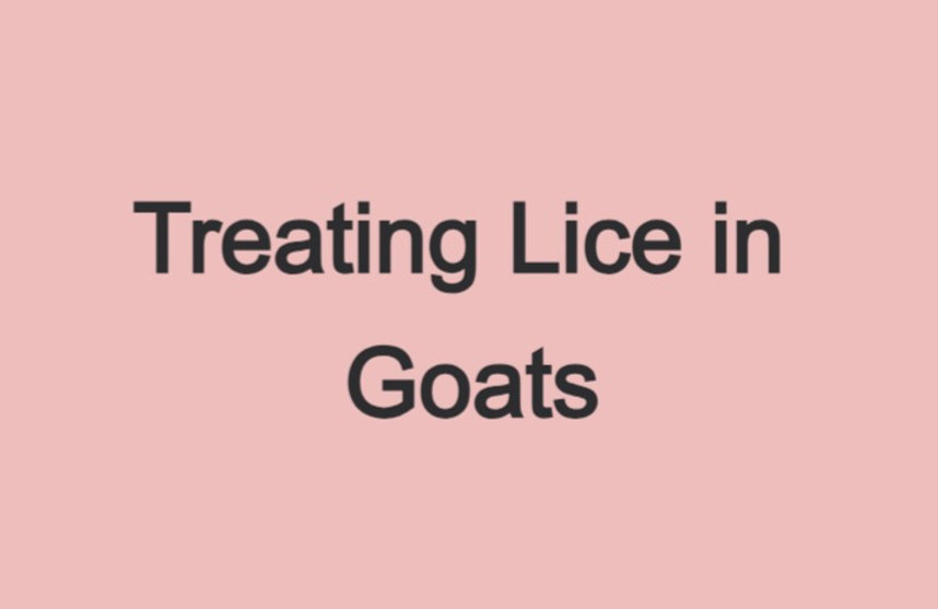 How to Treat My Nigerian Dwarf Goat's for Lice NATURALLY