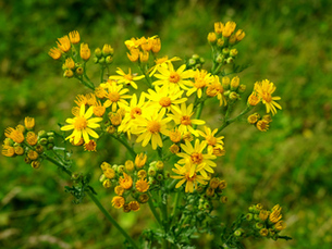 When the Grass Isn't as Safe as It Looks: What Finlay Taught Me About Ragwort