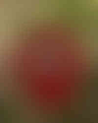 Red women's oversized T-shirt with back design