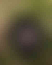 Black women's oversized T-shirt with back print of a women in pink color