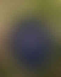 royal blue unisex oversized T-shirt with back print