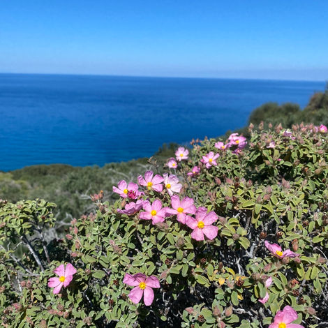 Blomster på Kypros