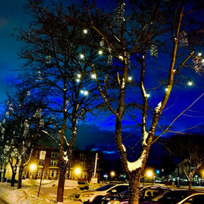 Arbres décorés lors de l'hiver.