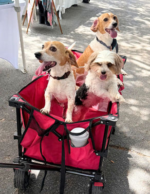 Wagging Tails and Community Vibes at the OBFM