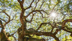 A Season at the Market: What Makes Each Time of Year at OBFM Unique