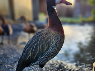 Comment se passe une comm animale ?