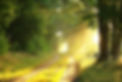 sunshine on a walkway through the trees on the appalachian trail