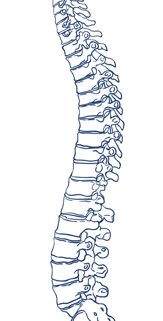 Slutak Chiropractic Harrisburg Office Custom Spine Drawing