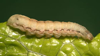 does eating tobacco kill parasites Harmful Effects Of Tobacco Chewing does eating tobacco kill parasites Harmful Effects Of Tobacco Chewing