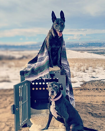 dog crate with dog sitting on top with blanket and dog sitting in front