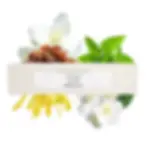 Fragrances Accord N°13 - Oriental ARTS-SET