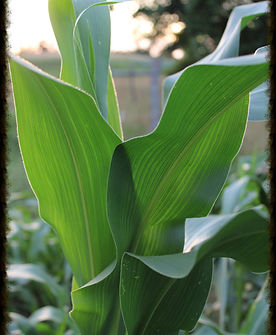 organic NON-GMO corn