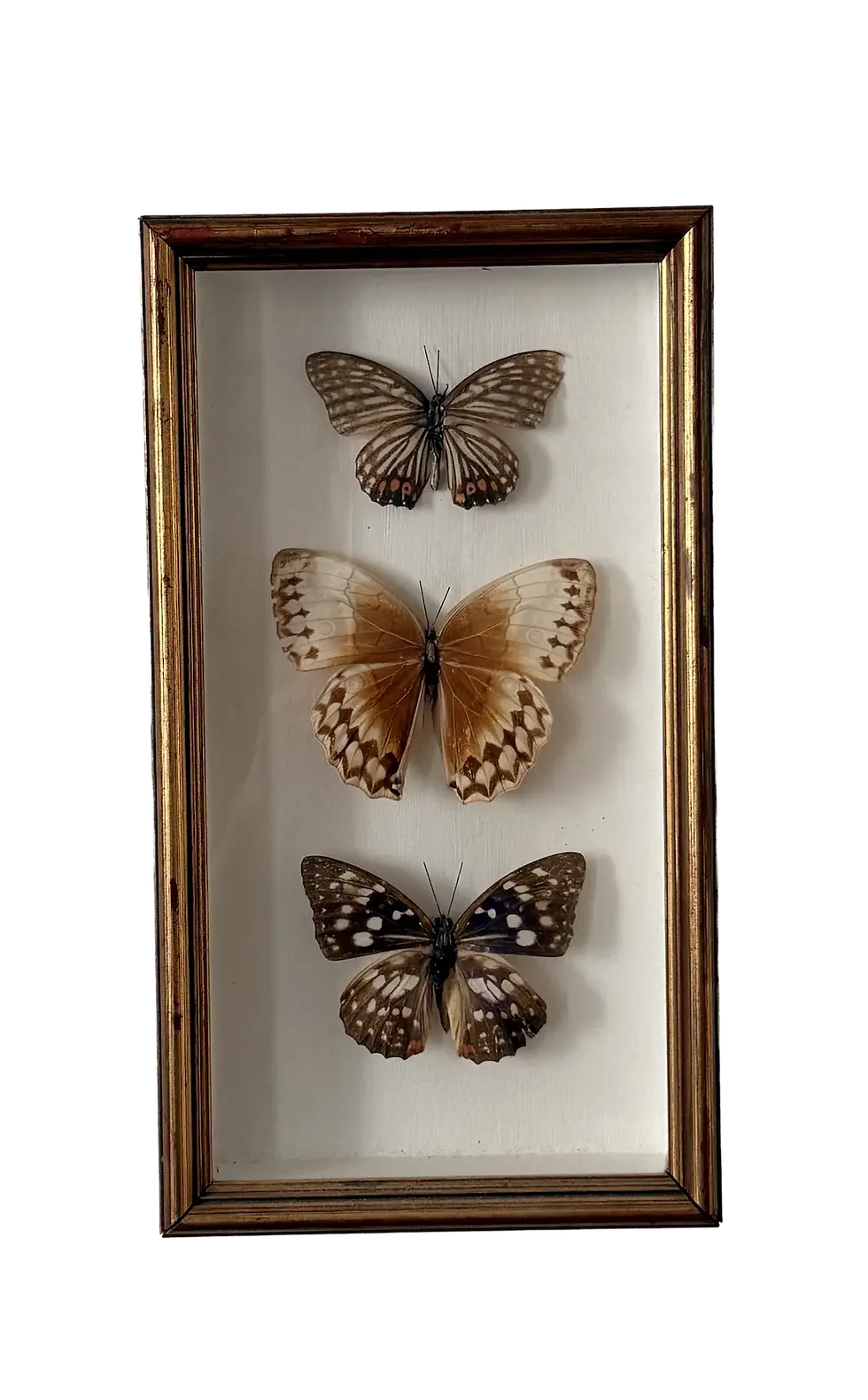 Tableau avec papillons chiné